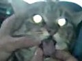 Demon Cat | BahVideo.com