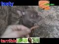  Tasty or Terrible KILLER CHIHUAHUA bonus  | BahVideo.com