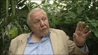 VIDEO: Attenborough’s butterfly call | BahVideo.com