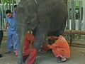 Elephant Receives Artifical Leg | BahVideo.com