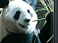 Giant Pandas Make Tokyo Debut | BahVideo.com