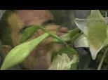 V g tal d H2O Toulouse-Fleuriste d corateur | BahVideo.com