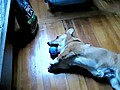 Hilarant chien frustr  | BahVideo.com