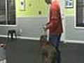 Aggressive Dog Training and Rehabilitation -  | BahVideo.com