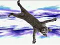 OMG Flying Cat  | BahVideo.com