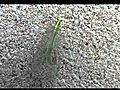 Green Lacewing Chrysopidae Chrysoperla Poisoned | BahVideo.com