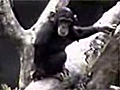 Dirty Monkey | BahVideo.com
