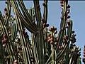 Commercial Cultivation of the Cactus Plant | BahVideo.com