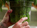 How to Store Fresh Herbs | BahVideo.com