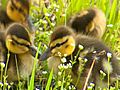 Watching Baby Ducks In Iowa | BahVideo.com