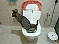 Kedi klozete tuvaletini yapt ama  | BahVideo.com