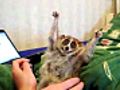Some animals like to be tickled  | BahVideo.com