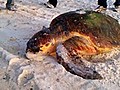 Gulf Turtle Nests Abound But Worries Remain | BahVideo.com