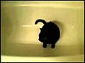Cat hides from dog in bathtub | BahVideo.com