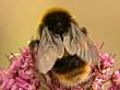 Bee identification | BahVideo.com