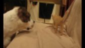 Cat fighting with a dog | BahVideo.com