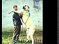 The biggest Kangal Dogs 2010 | BahVideo.com