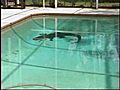 Gator Takes Dip In Swimming Pool | BahVideo.com