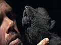 Yavru kurda ulumay retiyor | BahVideo.com