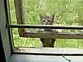 Ninja Cat Cat Burgler | BahVideo.com