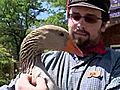 Geese Fall In Love With Theme Park Workers | BahVideo.com