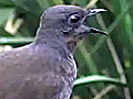 Lyre Bird Goes Pop | BahVideo.com