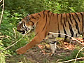 Better improved methods to count tigers | BahVideo.com