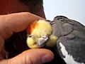 Very tired and cuddly cockatiel | BahVideo.com