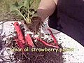 How to Grow Strawberries | BahVideo.com