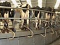 US Mega Dairies Going British | BahVideo.com