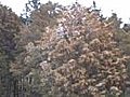 Pollen Tree | BahVideo.com