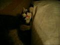 Kedi ve yast k  | BahVideo.com