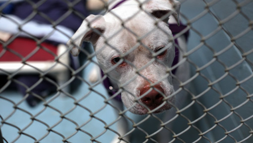 Animal shelter contends with power outage | BahVideo.com
