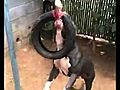 My 100 lb pitbull 12 gauge  | BahVideo.com