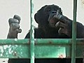 Smoking Chimp Rescued Sent to Brazil | BahVideo.com