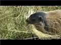 Fenaison chez les marmottes | BahVideo.com