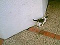 WOW Katzen Baby macht Power Teil 3 Cat baby is wild | BahVideo.com