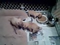 4 week old chi pups having their 1st real meal | BahVideo.com