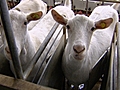 Bleker schiet op met vaccineren geiten | BahVideo.com