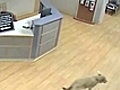 Strange - Lost Dog Finds Hospital | BahVideo.com