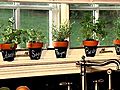 Herb Garden Planting an | BahVideo.com