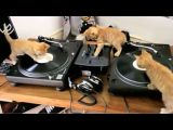 Kittens House Mafia | BahVideo.com