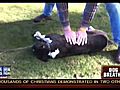 Man Saves Dog With CPR | BahVideo.com