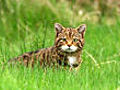 Wild cat ID | BahVideo.com