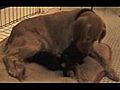 Mother dog nurses 2 stray kittens | BahVideo.com