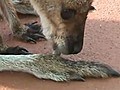 Mignon Un b b kangourou suce son gros orteil  | BahVideo.com