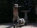 Dog Gives Kitty a Scooter Ride | BahVideo.com