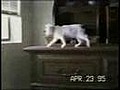 Dumb Cats  | BahVideo.com