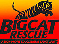 BIG CAT RAP  | BahVideo.com