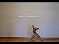 Dancing Chihuahua | BahVideo.com